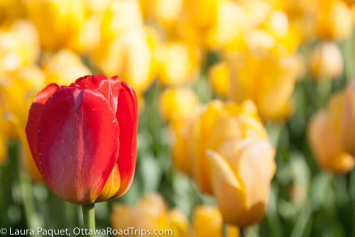 red tulip against a blurred background of yellow tulips