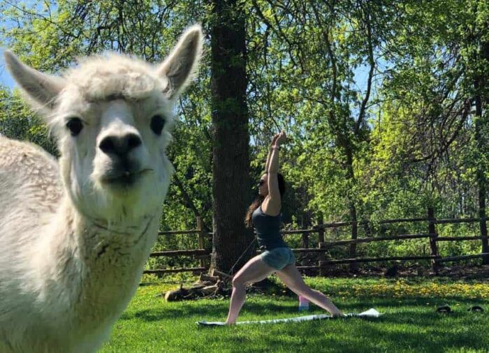 heart of the willow alpaca landscape - Ottawa Road Trips white alpaca in foreground with woman doing yoga pose in background