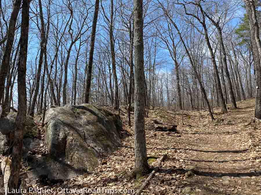 trail leading uphill past leafless trees and a large boulder