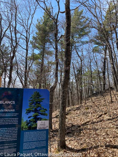 large interpretive sign next to many white pine trees and a trail.