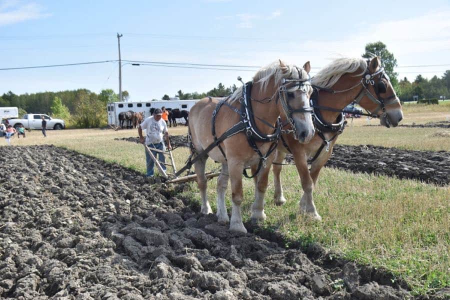 Two large brown horses with blonde manes pulling a small plow, with trucks and trailers in the background.