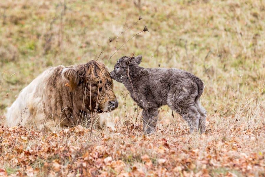 Bison mother and calf in a field.