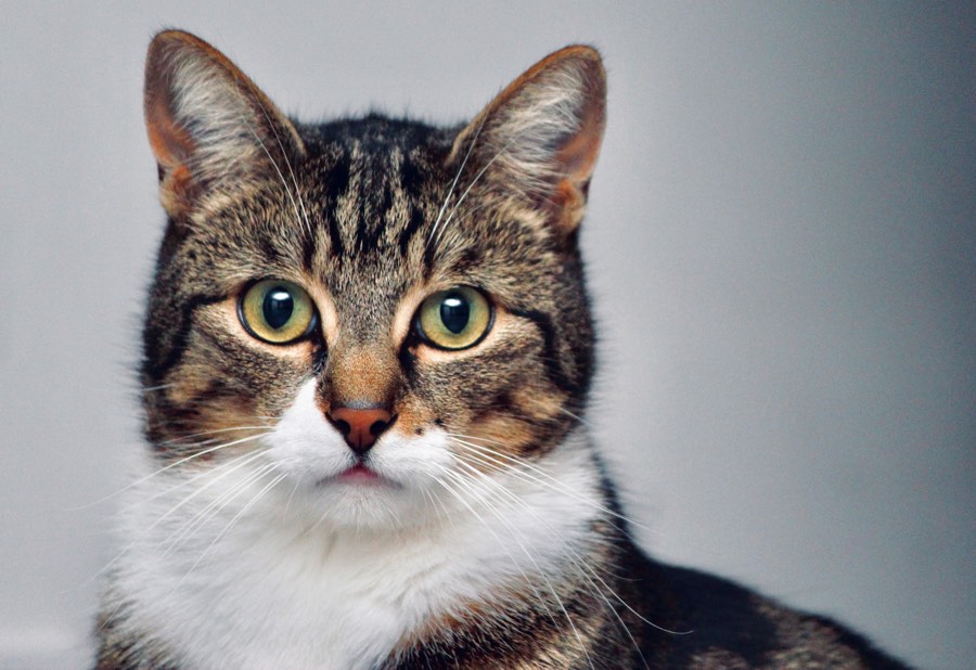 Brown tabby tuxedo cat with green eyes looking right into camera