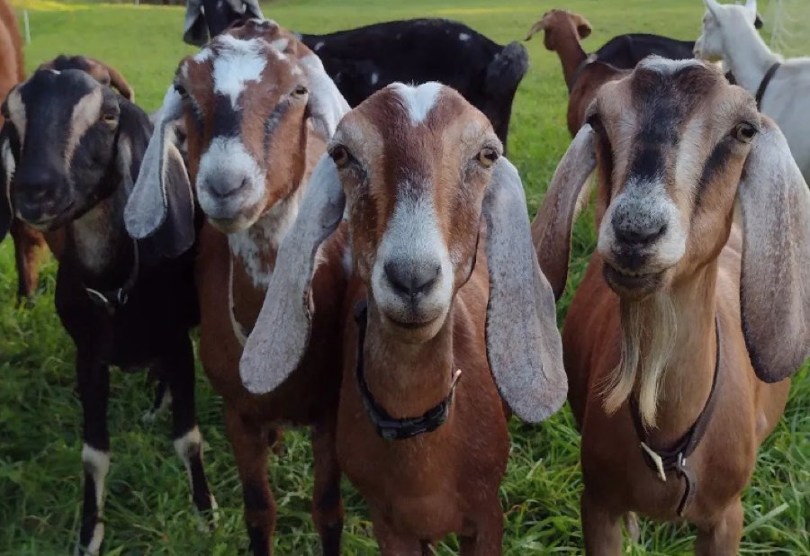 long eared goats looking at camera