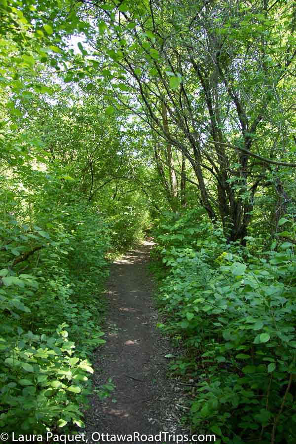 narrow dirt trail with green trees and undergrowth on both sides at mud lake in britannia, ottawa.