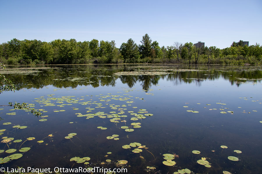 small lake with lily pads, and reflections of surrounding green trees on still water