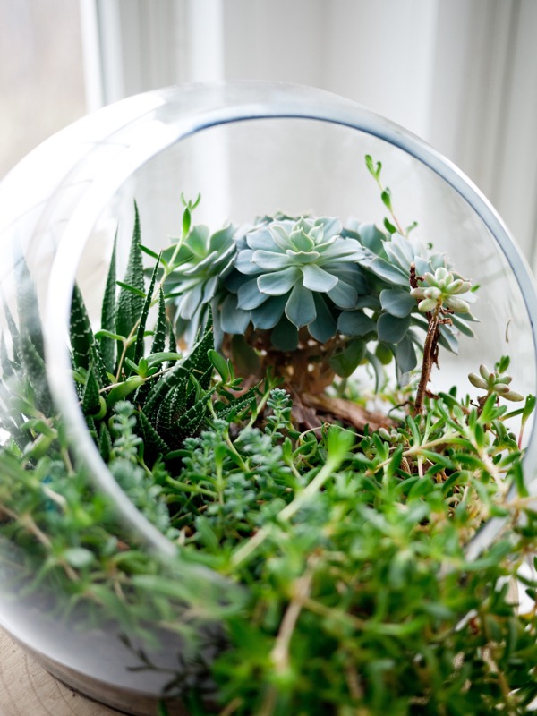 cacti in a circular glass terrarium