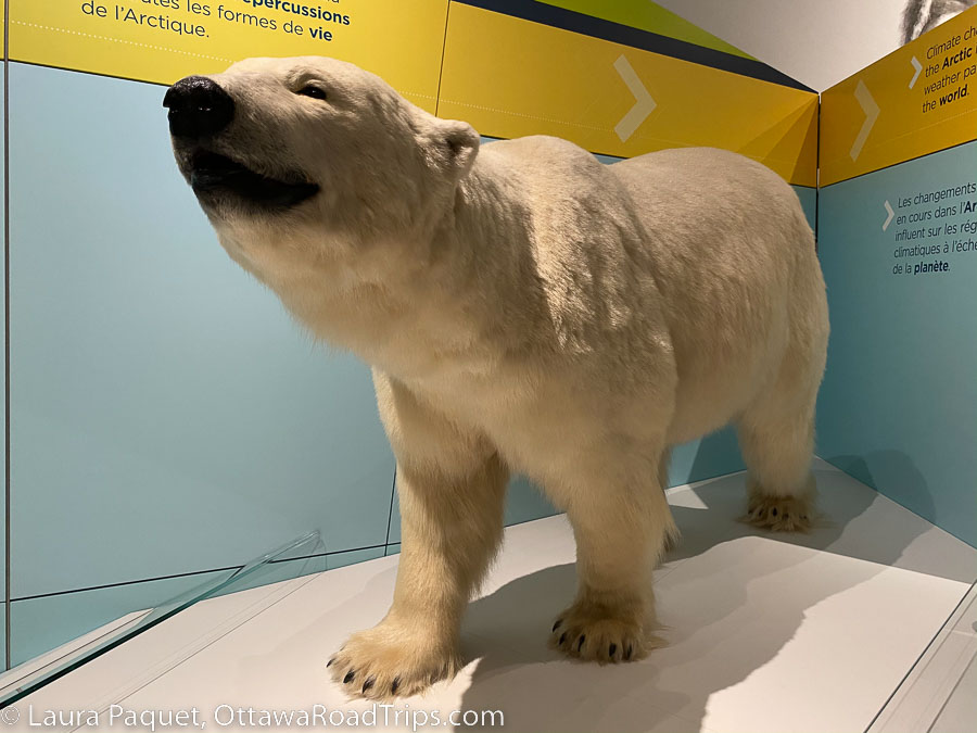 closeup of a taxidermy bear in an exhibition case at the Canadian Museum of Nature in Ottawa