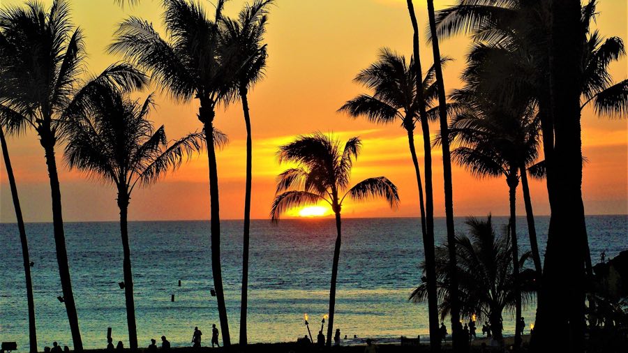 palm trees silhouetted against the sunset on a beach in maui