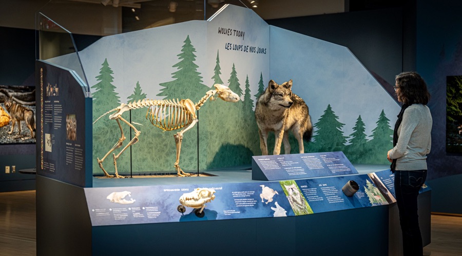 woman looking at a display of a wolf skeleton, a taxidermied wolf and other specimens