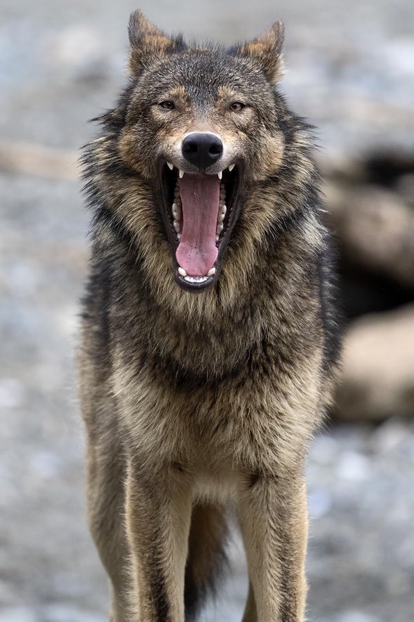 wolf yawning as it looks into the camera
