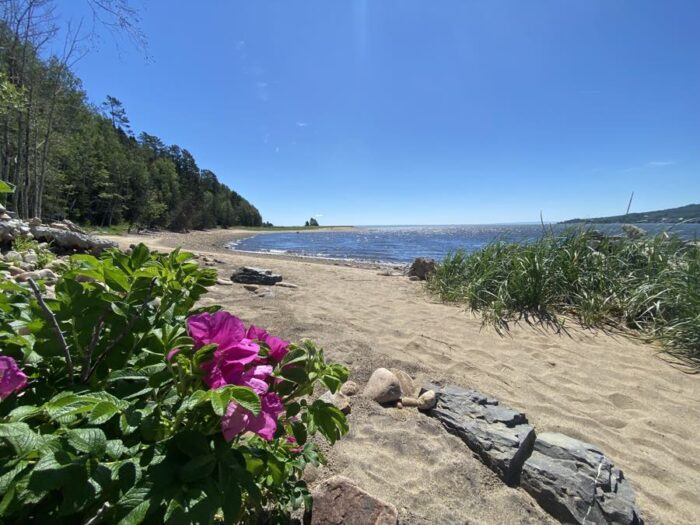 beach with pink flower in foreground