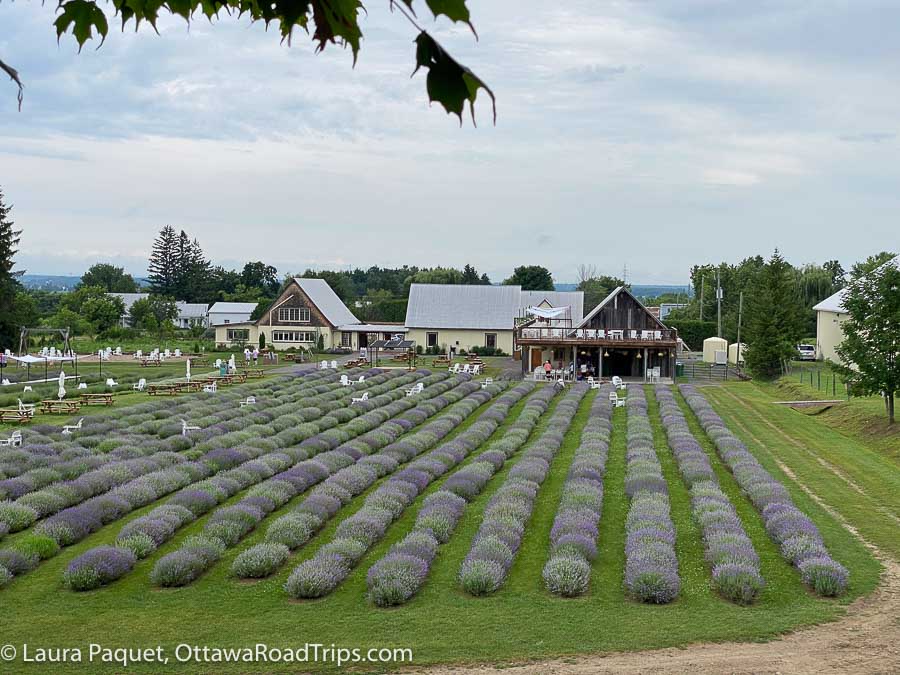 rows of lavender plants at la maison lavande in saint-eustache, quebec, one of many lavender farms near ottawa