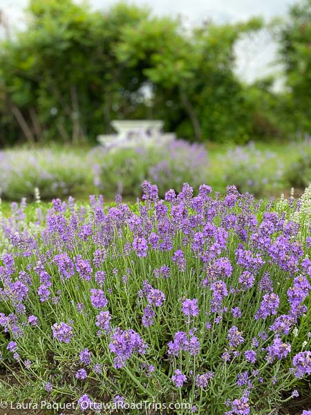 lavender in foreground with white picnic table in background.