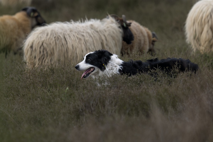 black-and-white dog in high grass with white sheep in background