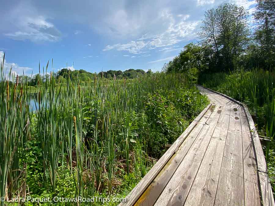 a boardwalk passing by a pond framed with rushes and other aquatic plants at the red barn preserve in st lawrence county new york.