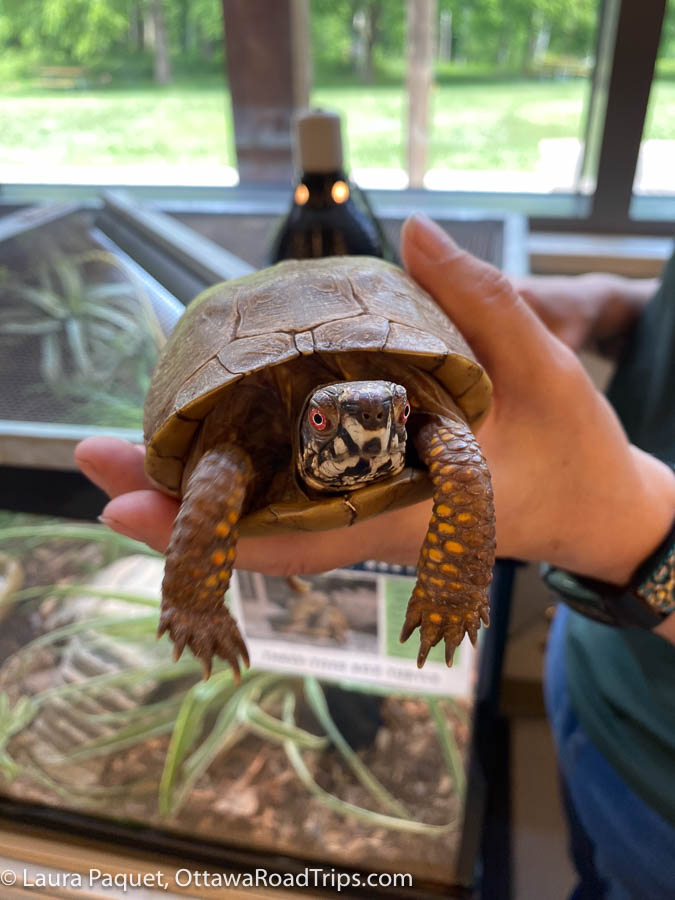 a hand holding a box turtle at the nicandri nature center, which showcases the ecology of st. lawrence county, new york.