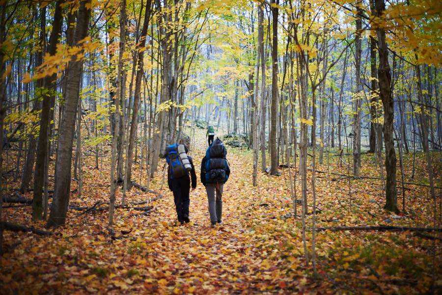 three hikers walking up a gentle hill through a forest of fall trees.