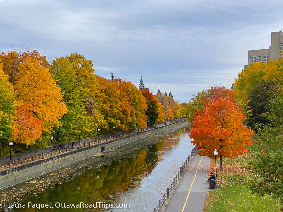 yellow, red and orange fall colours in ontario in trees lining the rideau canal in ottawa, near the uottawa campus.