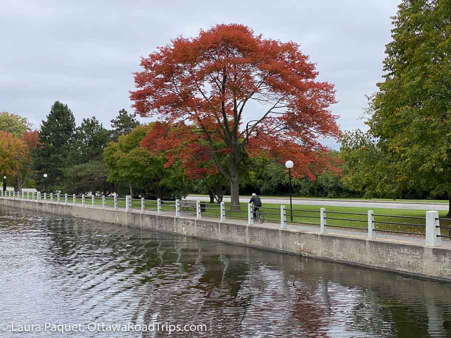 a single tree with red leaves among green trees beside the rideau canal.