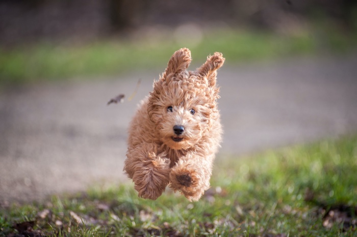 arjan-stalpers-8-puppy-dog-running-unsplash - Ottawa Road Trips dog with curly fur running above green grass