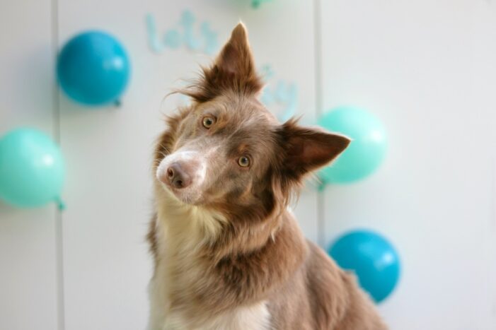 brown and white dog with head tilted, with balloons in background