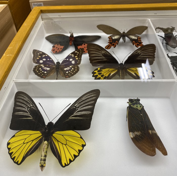 black butterflies with white, yellow and orange markings, in a glass display case