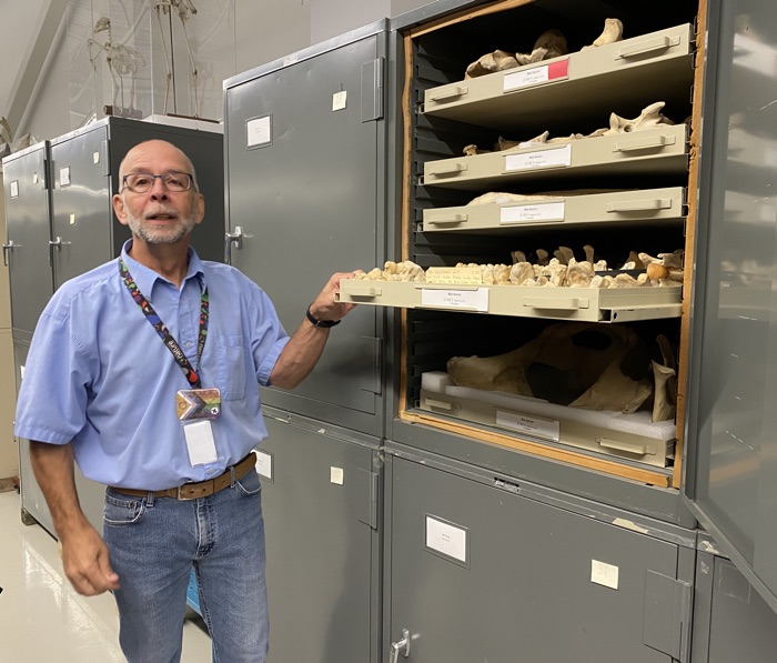 man pulling a drawer of fossils out of a metal filing cabinet.