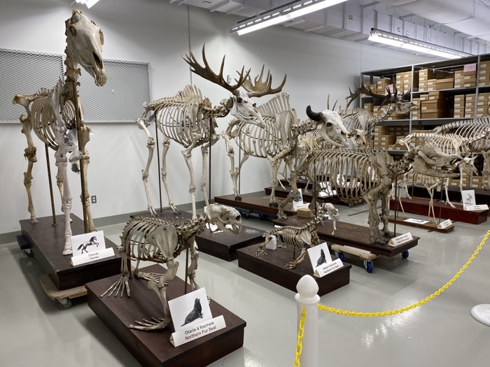 mounted skeletons of a horse, fur seals and other large animals in front of metal shelves filled with small cardboard boxes.