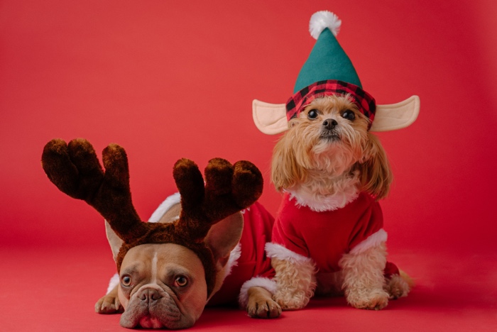 two dogs wearing christmas hats against a red background