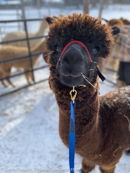 brown alpaca in a snowy pen, wearing a red and blue harness