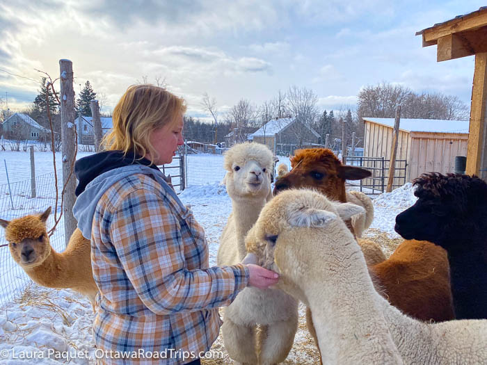 blond woman in snowy paddock surrounded by five alpacas