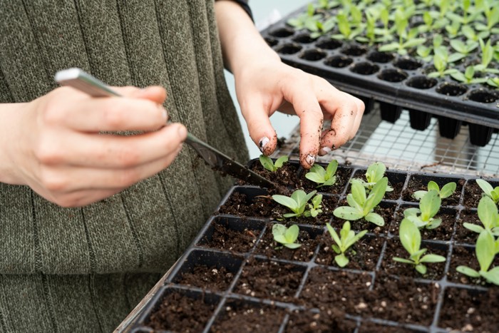 closeup of hands planting seedlings in a tray