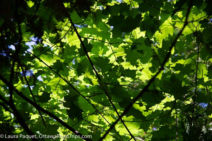 canopy of green forest leaves, photographed from below