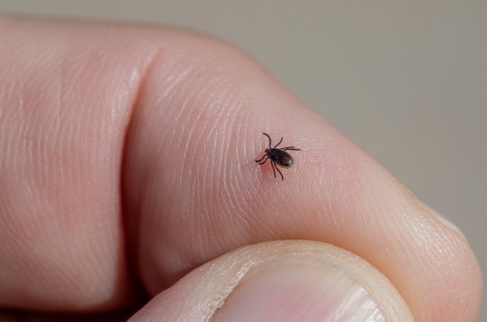 a small black tick on a human finger