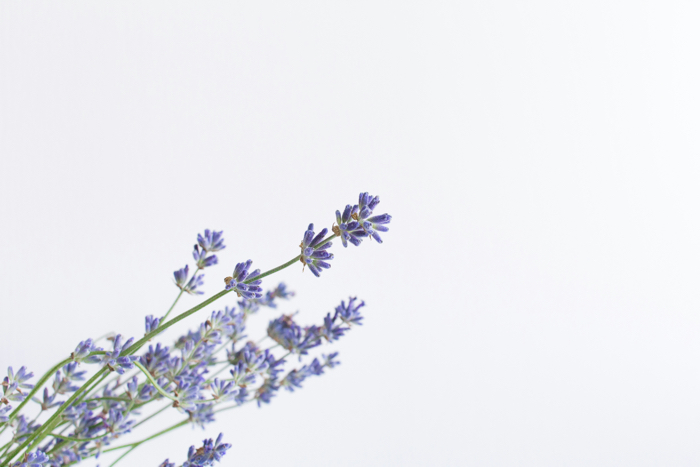 close-up of several sprigs of lavender on a white background