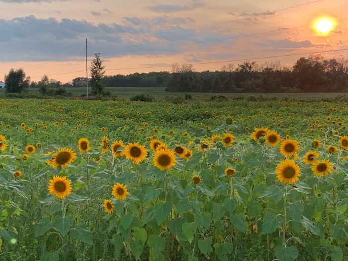 big field of sunflowers near sunset