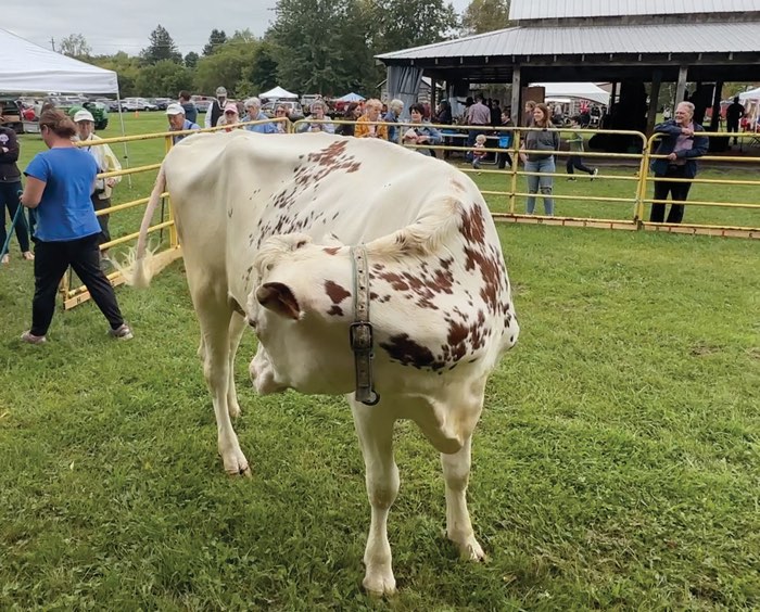 white cow with brown spots looking behind her