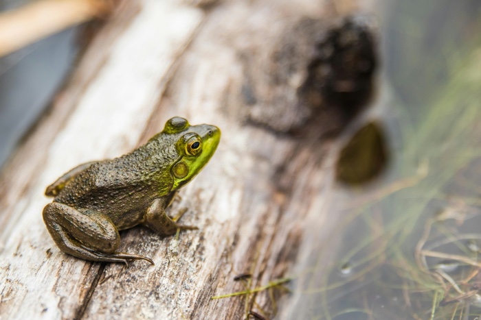 small green frog sitting on a log