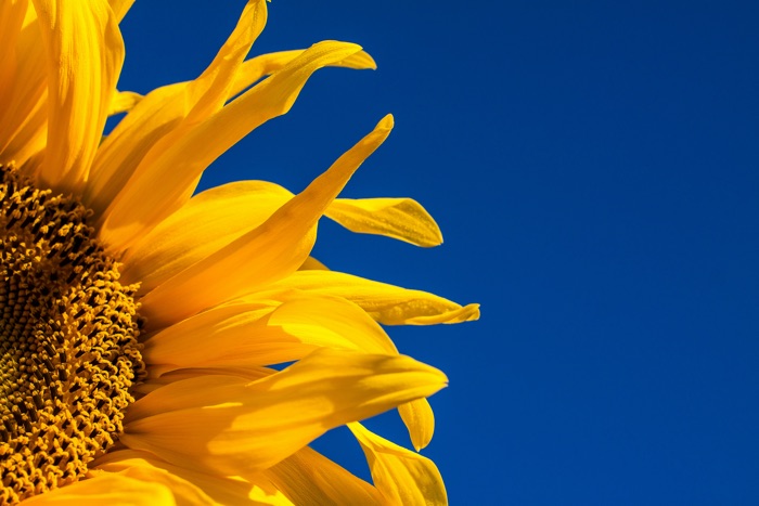 closeup of a sunflower bloom against a deep blue sky