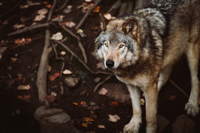 grey wolf standing on ground littered with rocks and branches