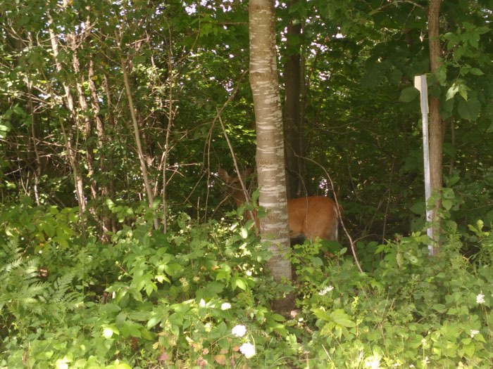 a doe partly hidden by a birch tree in parc national de plaisance