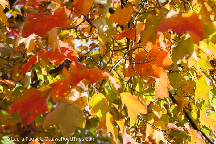 close up of fall leaves on a tree