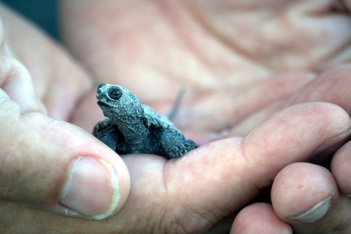 closeup of tiny green turtle on a human hand