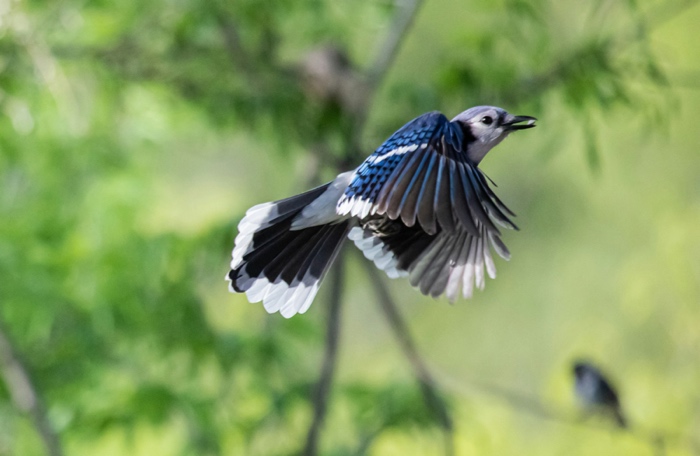 blue jay in flight against a green background.