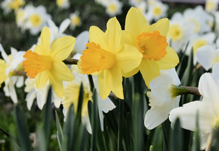 closeup of yellow daffodils in a garden against a backdrop of while-and-yellow daffodils