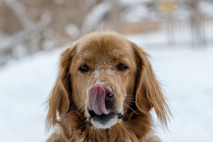 closeup of golden retriever with snow on his nose