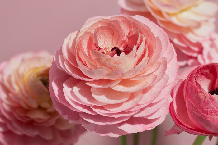 micheile-henderson-ranunculus-unsplash - Ottawa Road Trips closeup of large pink flowers with multiple layers of petals, dotted with water droplets