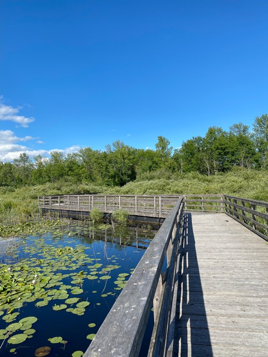 upper canada migratory bird sanctuary-2 - Ottawa Road Trips boardwalk across water dotted with lilypads.