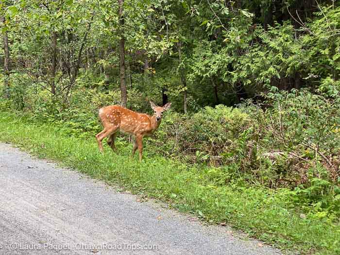 young deer in the grass beside a crushed stone trail